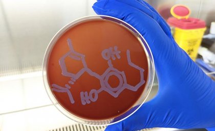 A gloved hand holds a petri dish with the CBD molecular structure drawn on the lid.